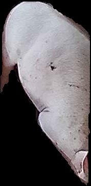 Crop