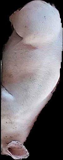 Crop