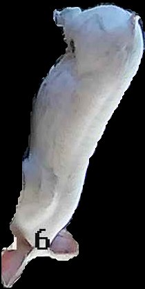 Crop