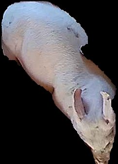 Crop