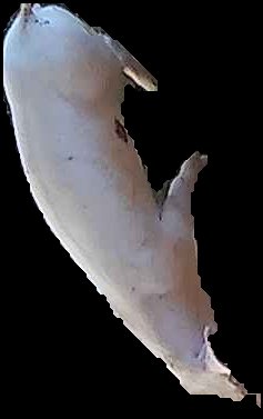 Crop