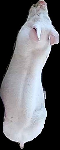 Crop