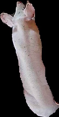 Crop