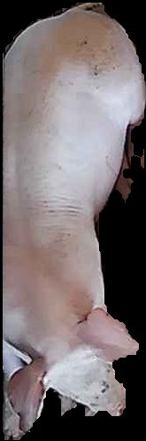 Crop