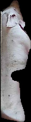 Crop