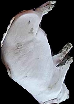 Crop