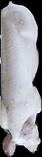 Crop