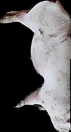 Crop