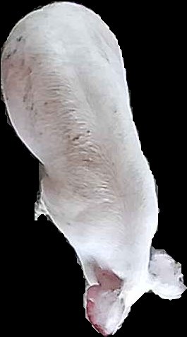 Crop