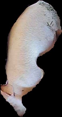 Crop