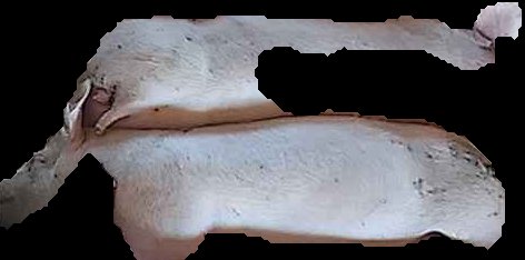 Crop