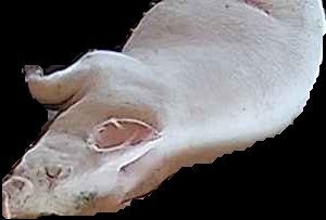 Crop