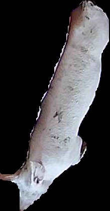 Crop