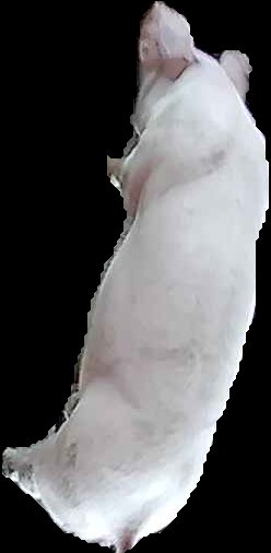Crop