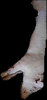 Crop