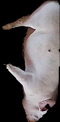Crop
