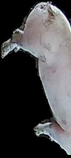 Crop