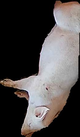 Crop