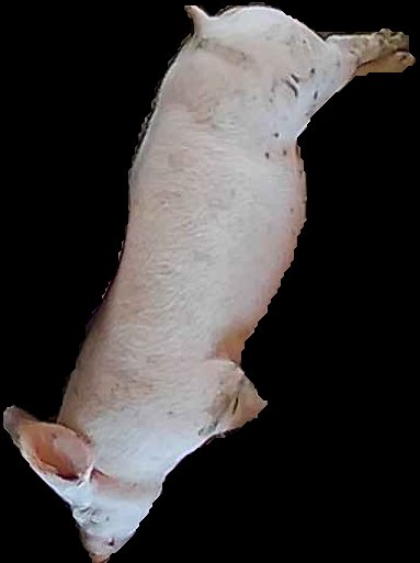 Crop