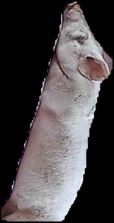 Crop