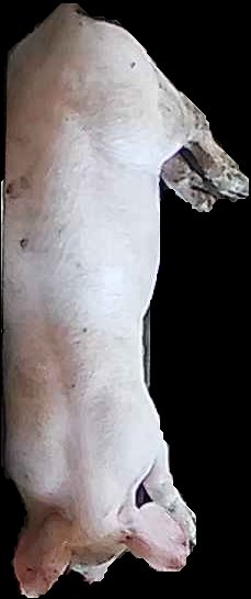 Crop