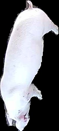 Crop