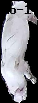 Crop