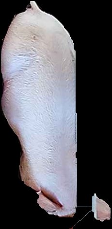 Crop
