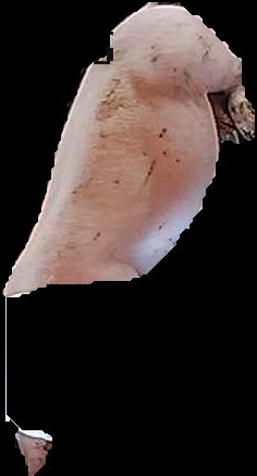 Crop
