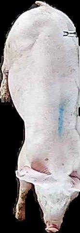 Crop