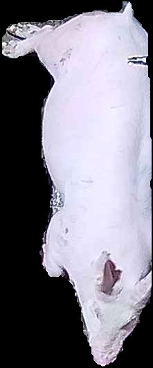 Crop
