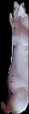 Crop
