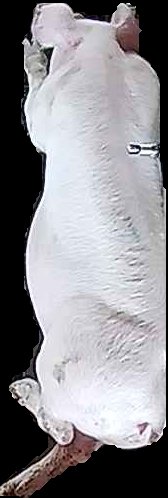 Crop