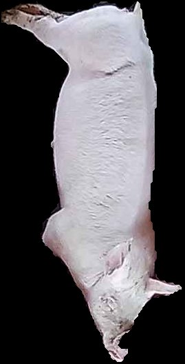 Crop