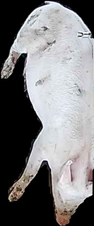 Crop