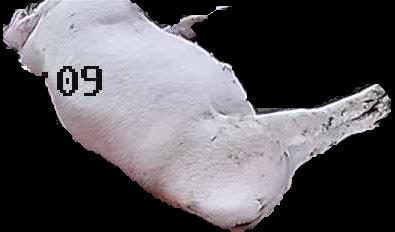 Crop