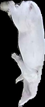 Crop