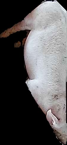 Crop