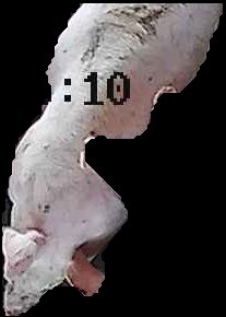 Crop