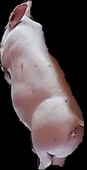 Crop