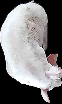 Crop