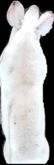 Crop