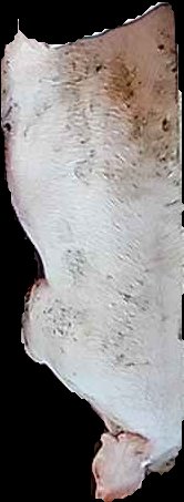 Crop
