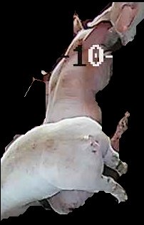 Crop