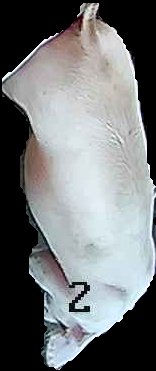 Crop