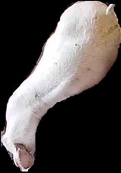 Crop