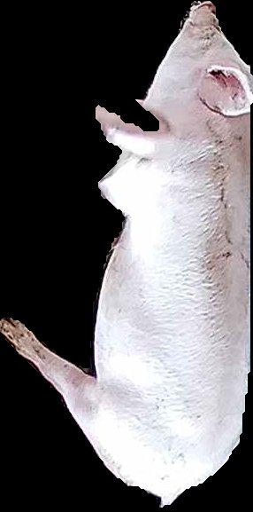 Crop