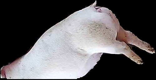 Crop