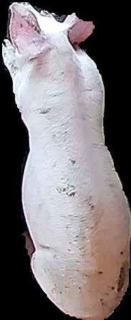 Crop