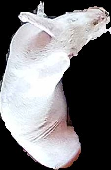 Crop